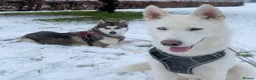 Siberian Husky dogs for stud: Ghost in Southall - Advert 4