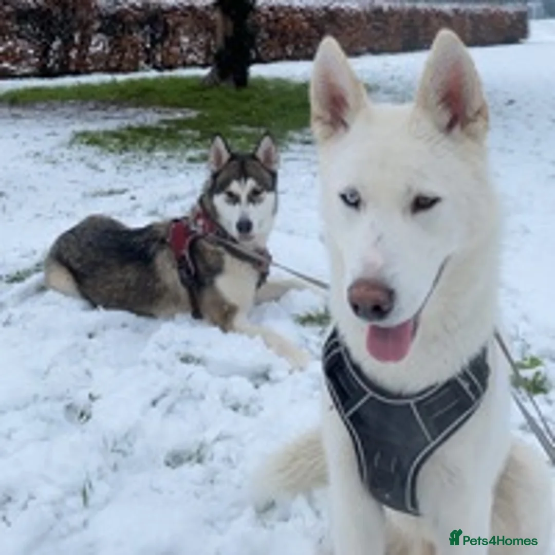 Siberian Husky dogs for stud: Ghost in Southall - Advert 4