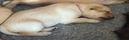Labrador Retriever dogs for sale: Outstanding litter KC registered Labrador puppies - Advert 5