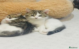 British Shorthair cats for sale: 3 Beautiful female kittens  - Image 4