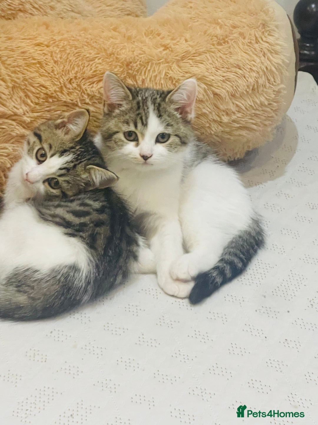 British Shorthair cats for sale: 3 Beautiful female kittens  - Image 4