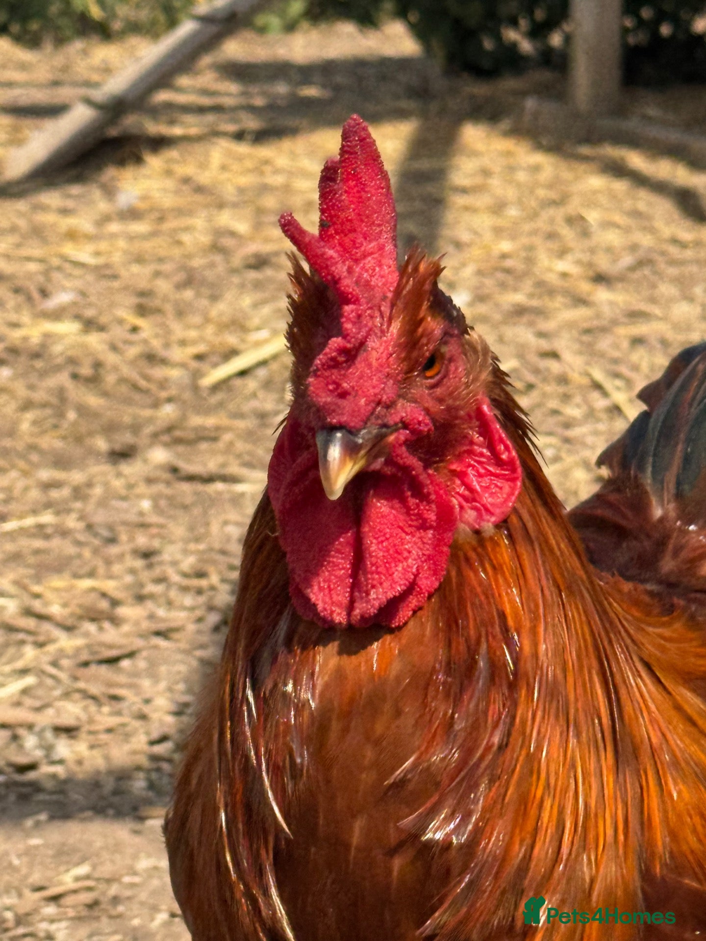 Chickens poultry (Piri Piri) Rhode Island Red Cockerel  - Advert 2
