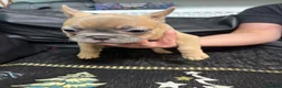 French Bulldog dogs for sale: Beautiful French Bulldog puppies - Advert 15
