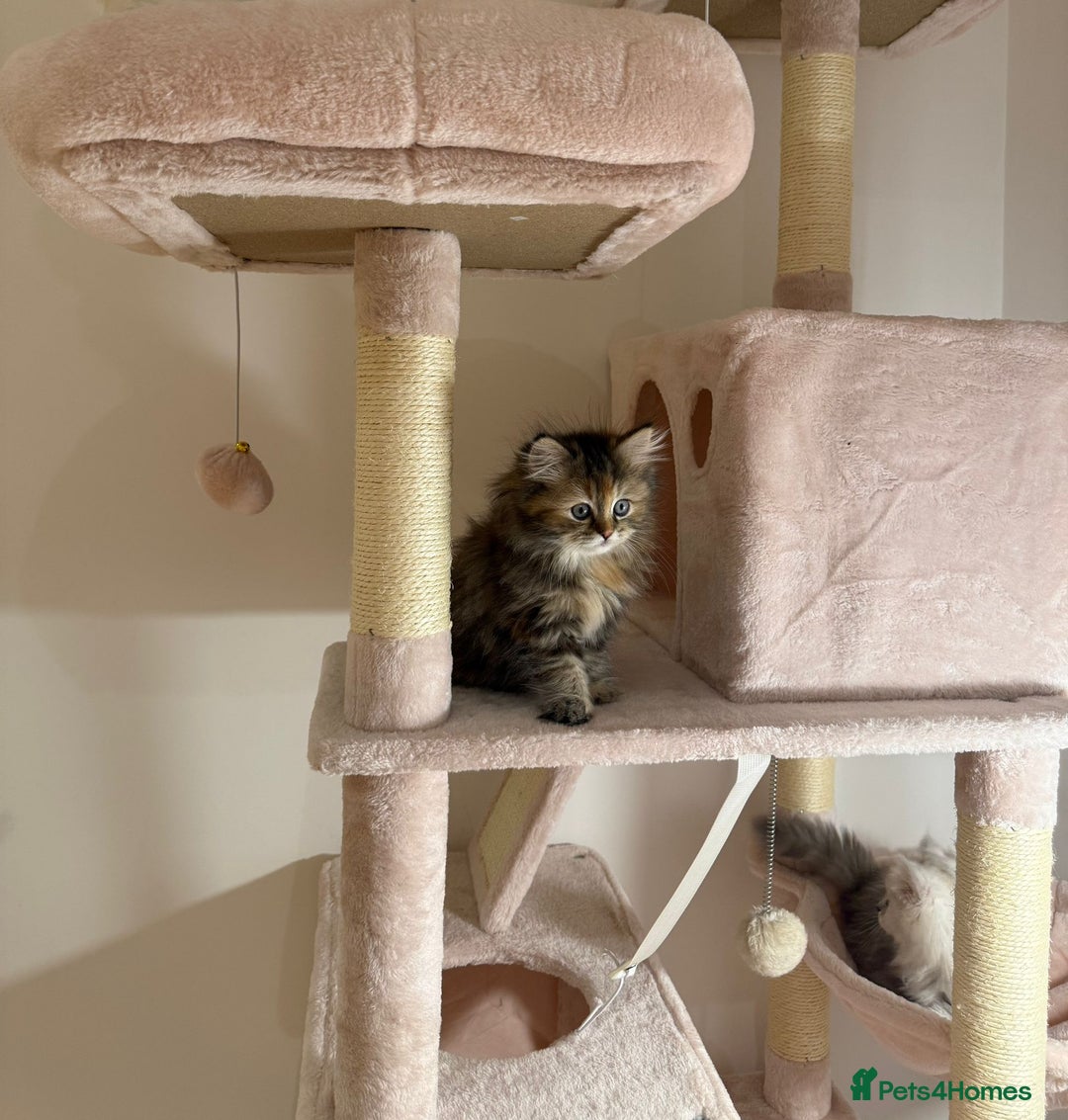 Persian cats for sale: Rare Persian Kittens in London🤍 - Image 4