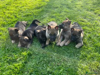 German Shepherd dogs Fantastic Working Line GSD Puppies - Advert 3