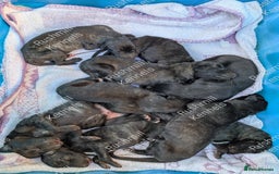 Deerhound dogs for sale: Scottish Deerhound Puppies  - Image 3