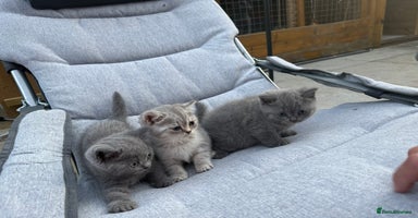 British Shorthair cats in Sowerby Bridge - Advert 1