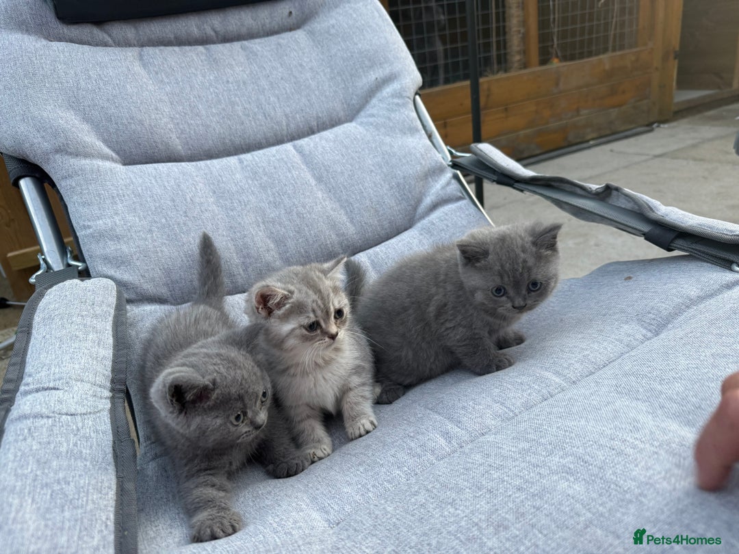 British Shorthair cats for sale: Beautiful British blue shorthairs  in Sowerby Bridge - Image 2