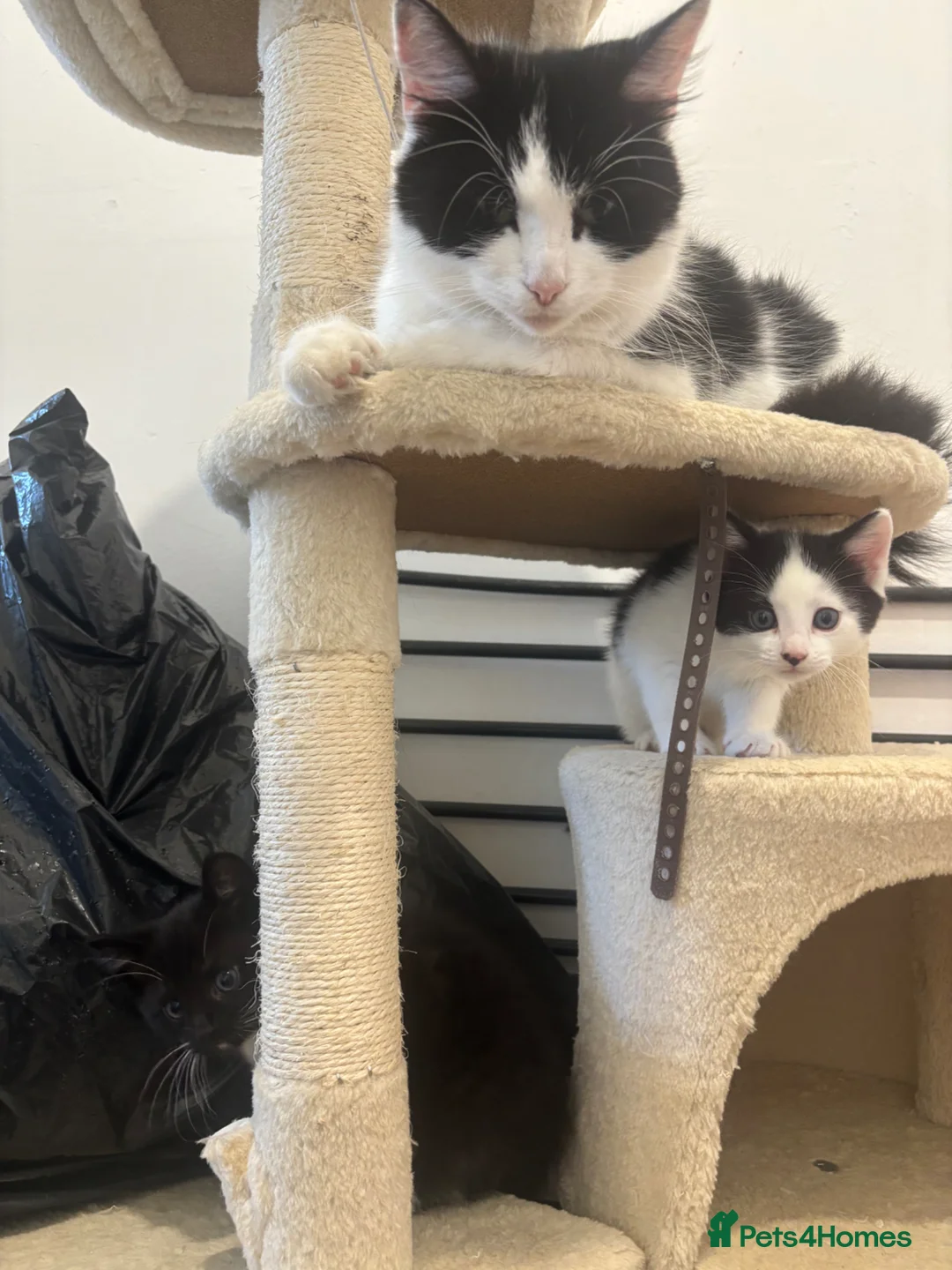 Mixed Breed cats for sale: 2 kittens - Advert 6