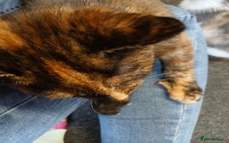 Mixed Breed cats for sale: 2 beautiful female lovely kittens and playfull - Image 23