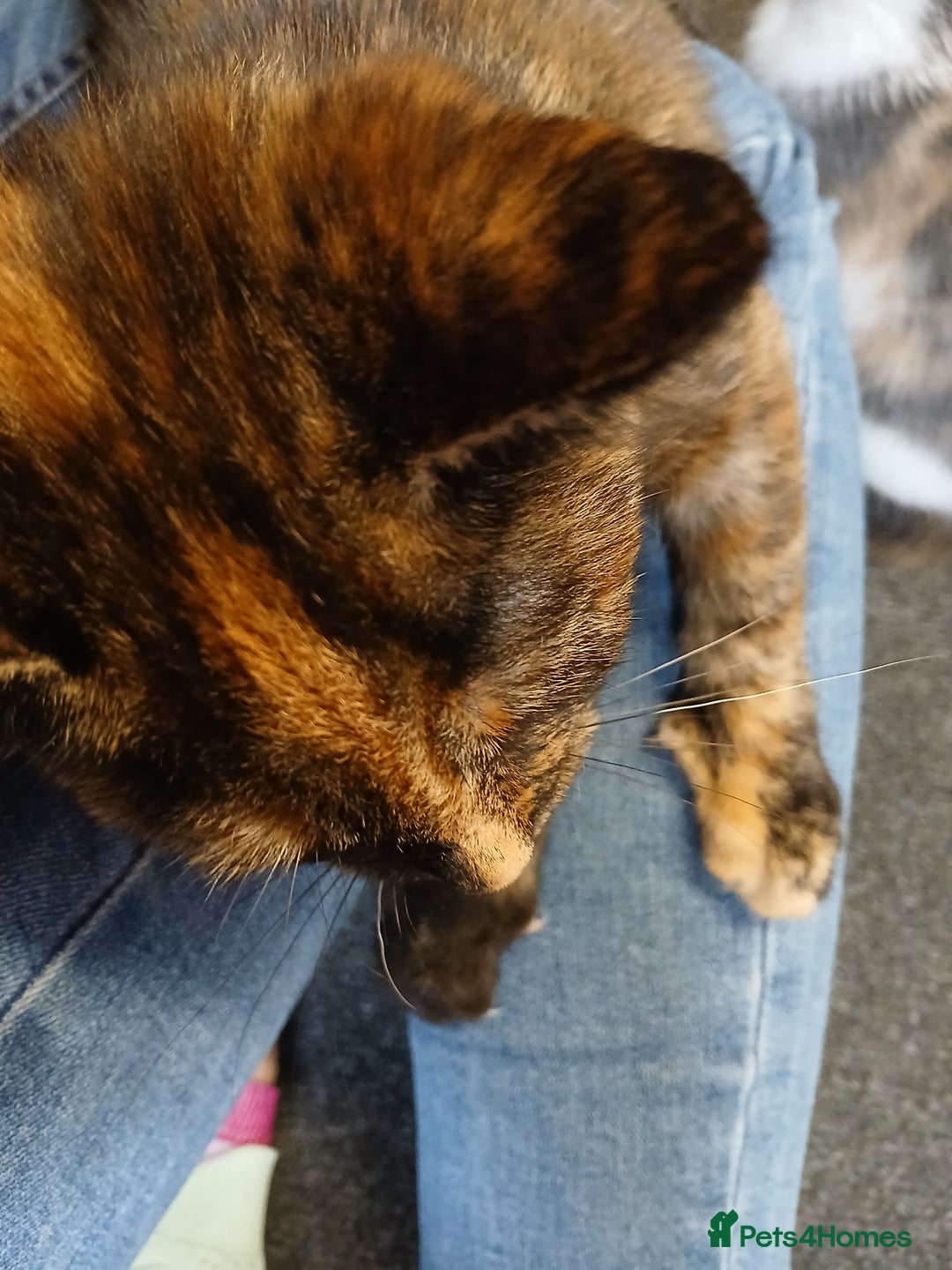 Mixed Breed cats for sale: 2 beautiful female lovely kittens and playfull - Image 23