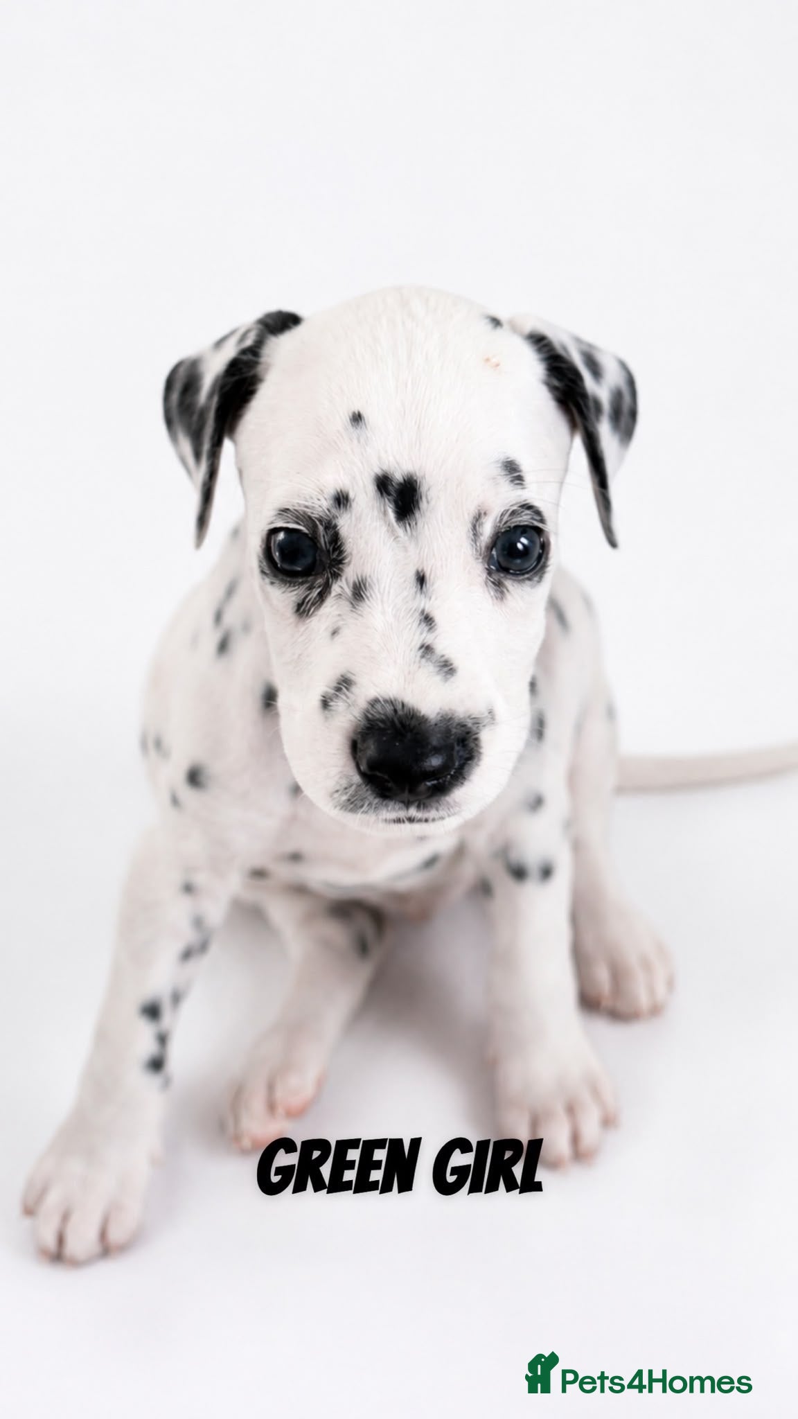Dalmatian dogs Beautiful Dalmatian puppies - Advert 7