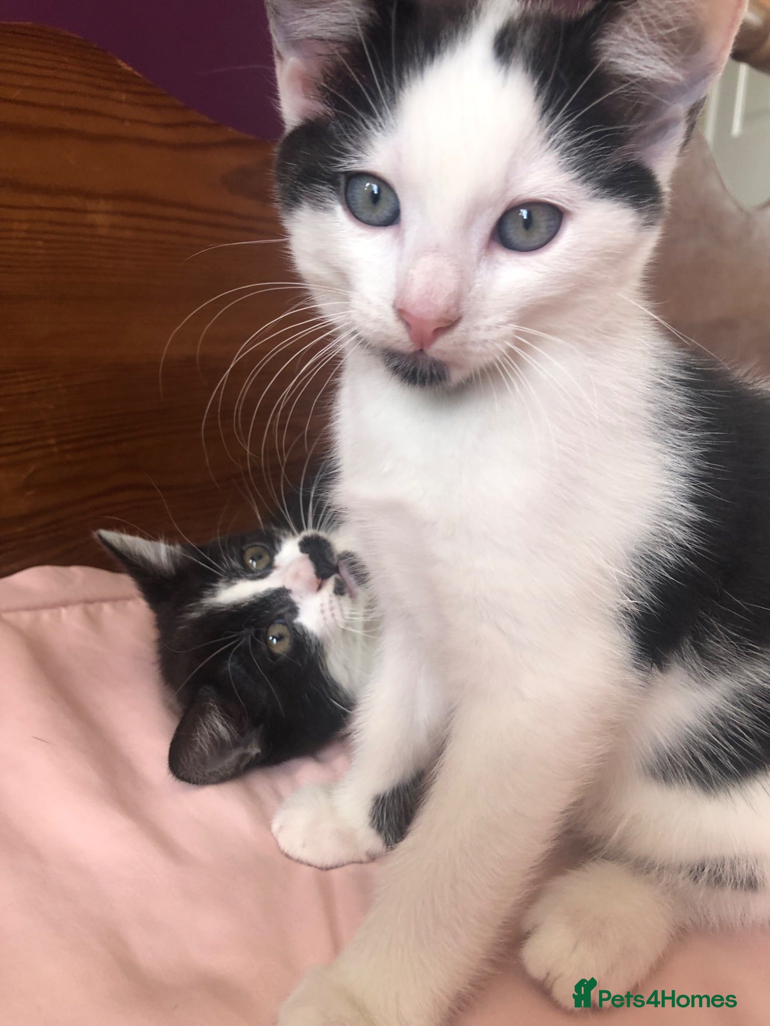 Mixed Breed cats 2 female black and white kittens - Advert 1