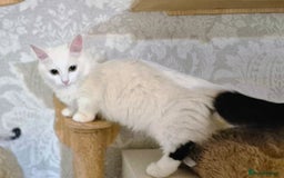 Munchkin cats for sale: Purebred TICA reg. Munchkin kittens ready to go  - Image 10