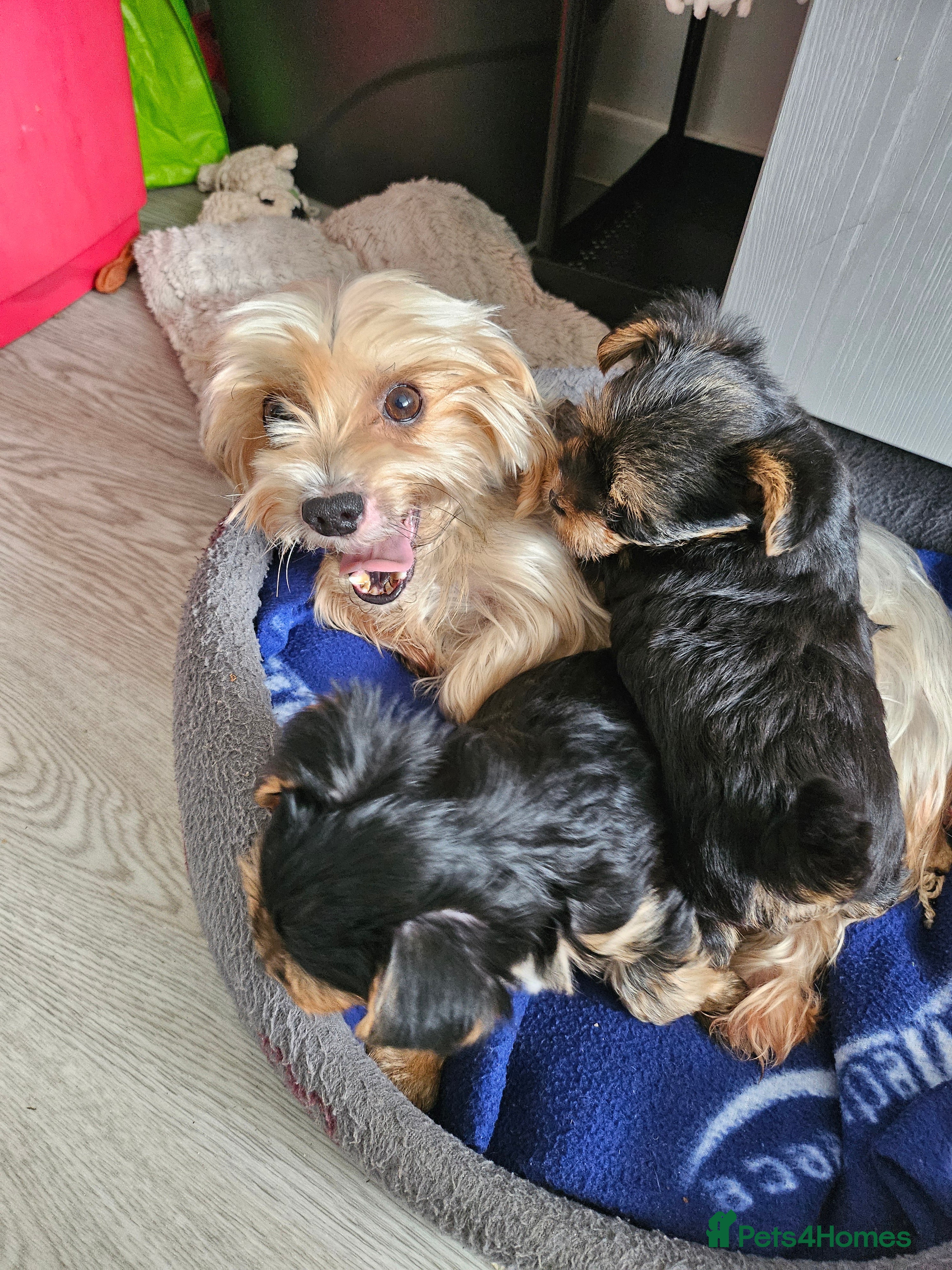 Yorkshire Terrier dogs Beautiful Mini Yorkshire Terrier Puppies  - Advert 2
