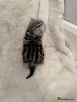 British Shorthair cats GCCF British shorthair silver tabby girls - Advert 5