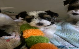 Yorkshire Terrier dogs for sale: Beautiful Yorkshire biewer terrier - Image 2