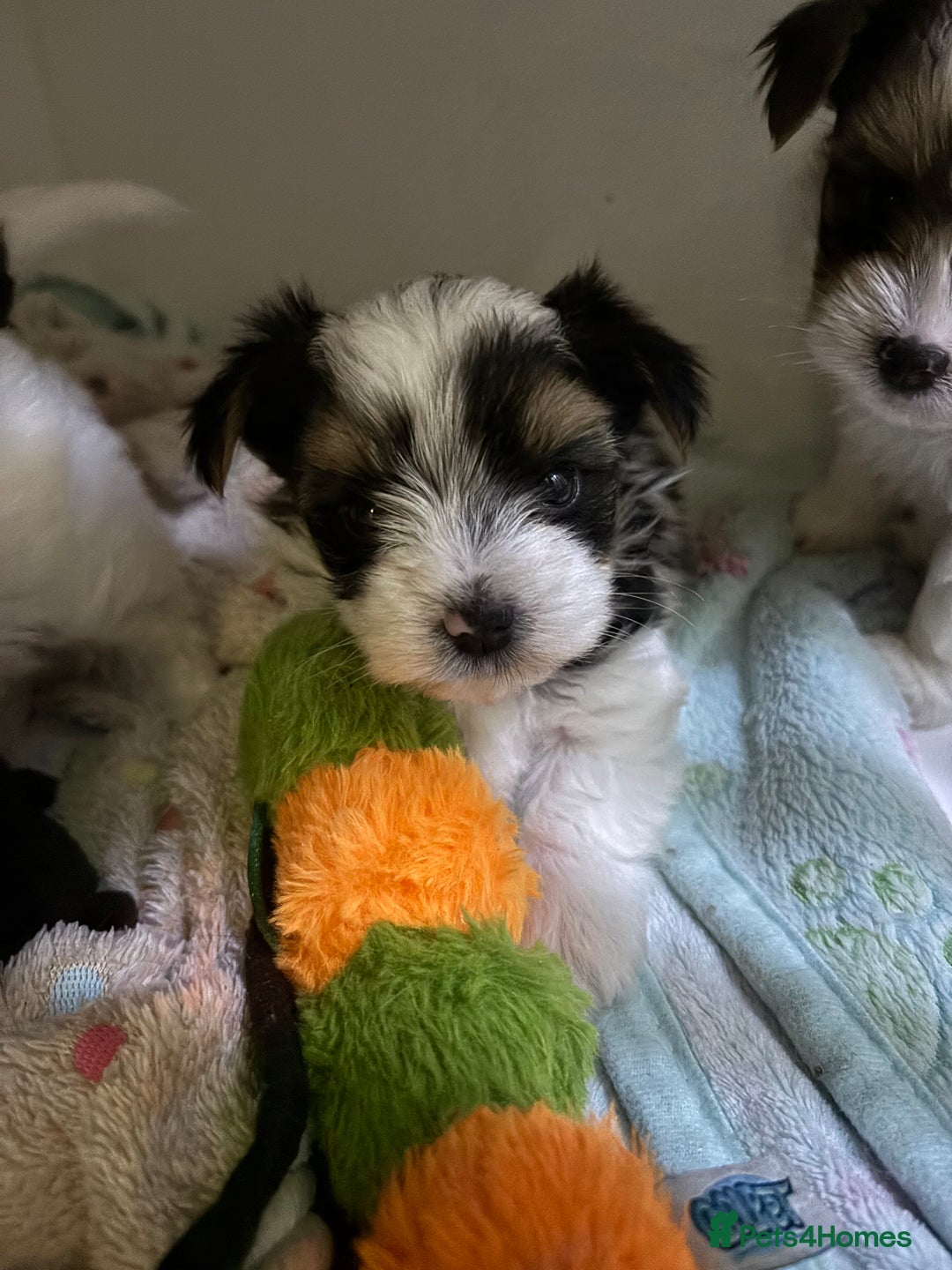 Yorkshire Terrier dogs for sale: Beautiful Yorkshire biewer terrier - Image 2