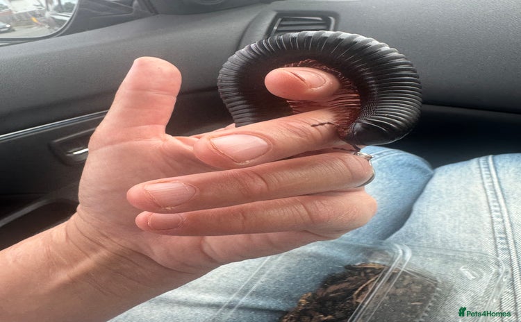 Millipedes invertebrates - Advert 1