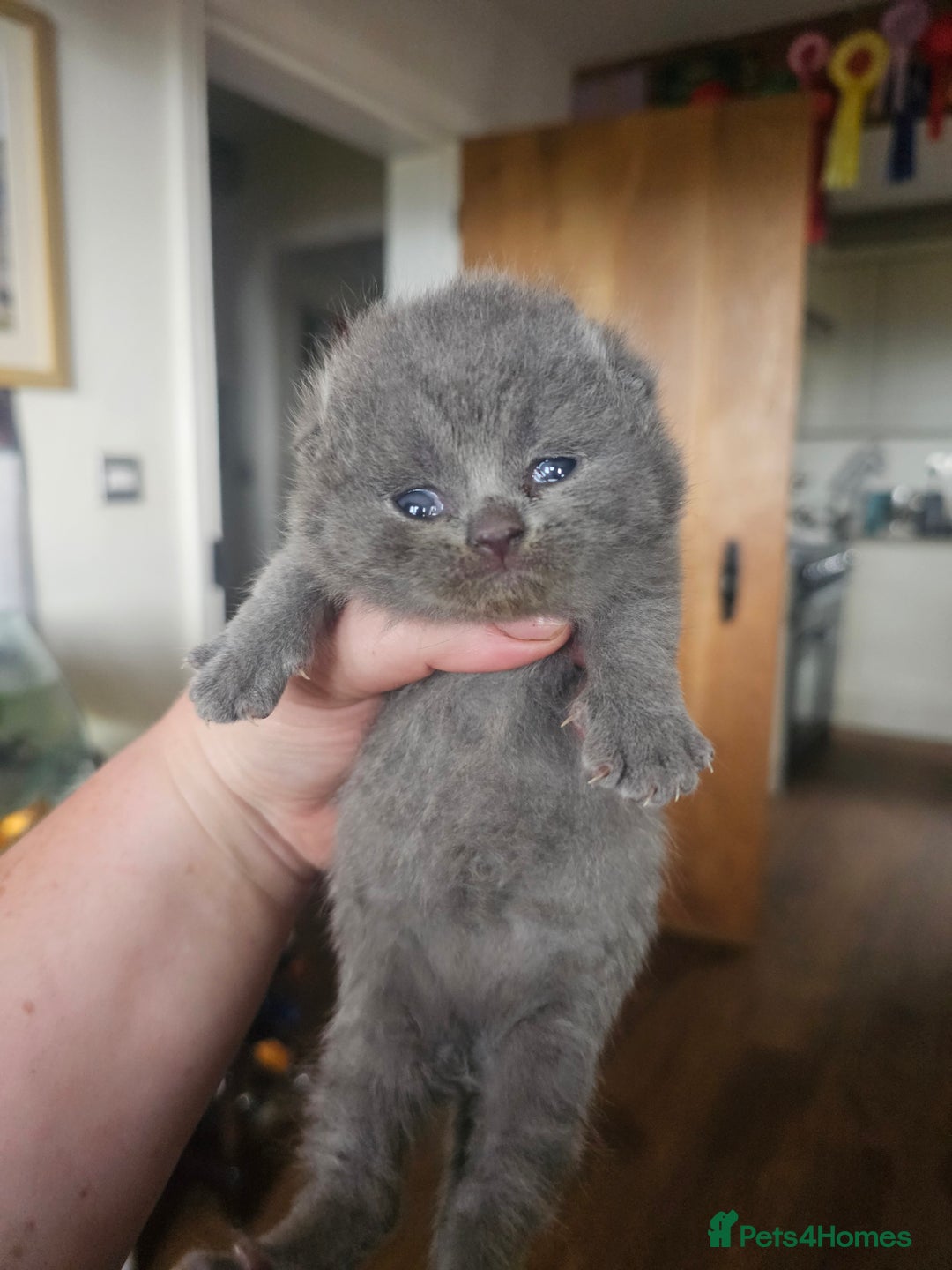 British Shorthair cats for sale: BSH Blue pedigree kittens for sale - Image 5