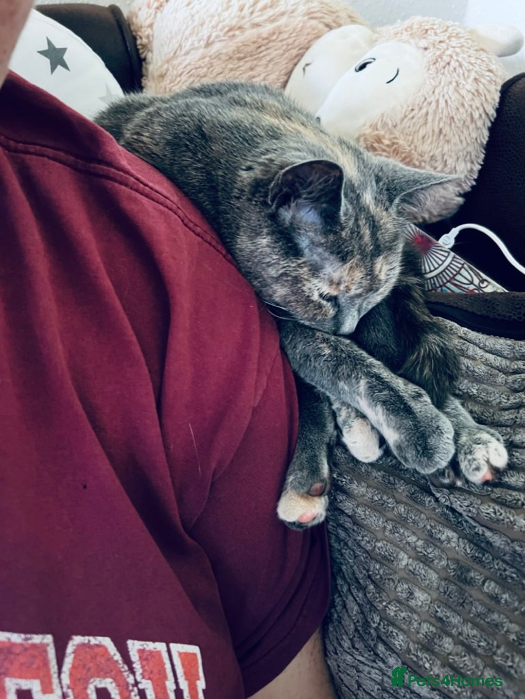 Mixed Breed cats for sale: Beautiful Layla needs a new family - Advert 12