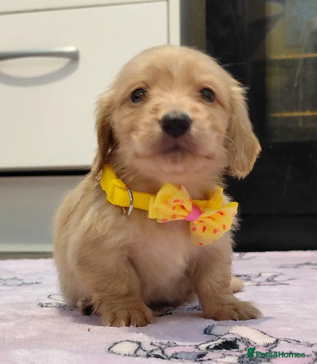 Miniature Dachshund dogs for sale: KC Reg. Longhaired Full Cream Mini Dachshunds 💛🐾 - Advert 40