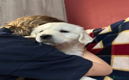 Golden Retriever dogs for sale: KC, Extensively Health tested Parents. Snow white - Image 4