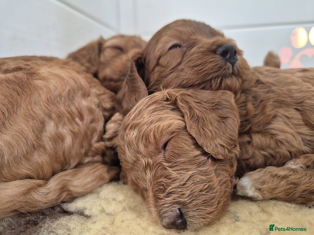 Cavapoo dogs for sale: 5 Star licenced breeder ** 2 girls available ** - Image 15