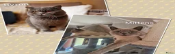 British Shorthair cats for sale: Beautiful British shorthair kittens to reserve  - Advert 2