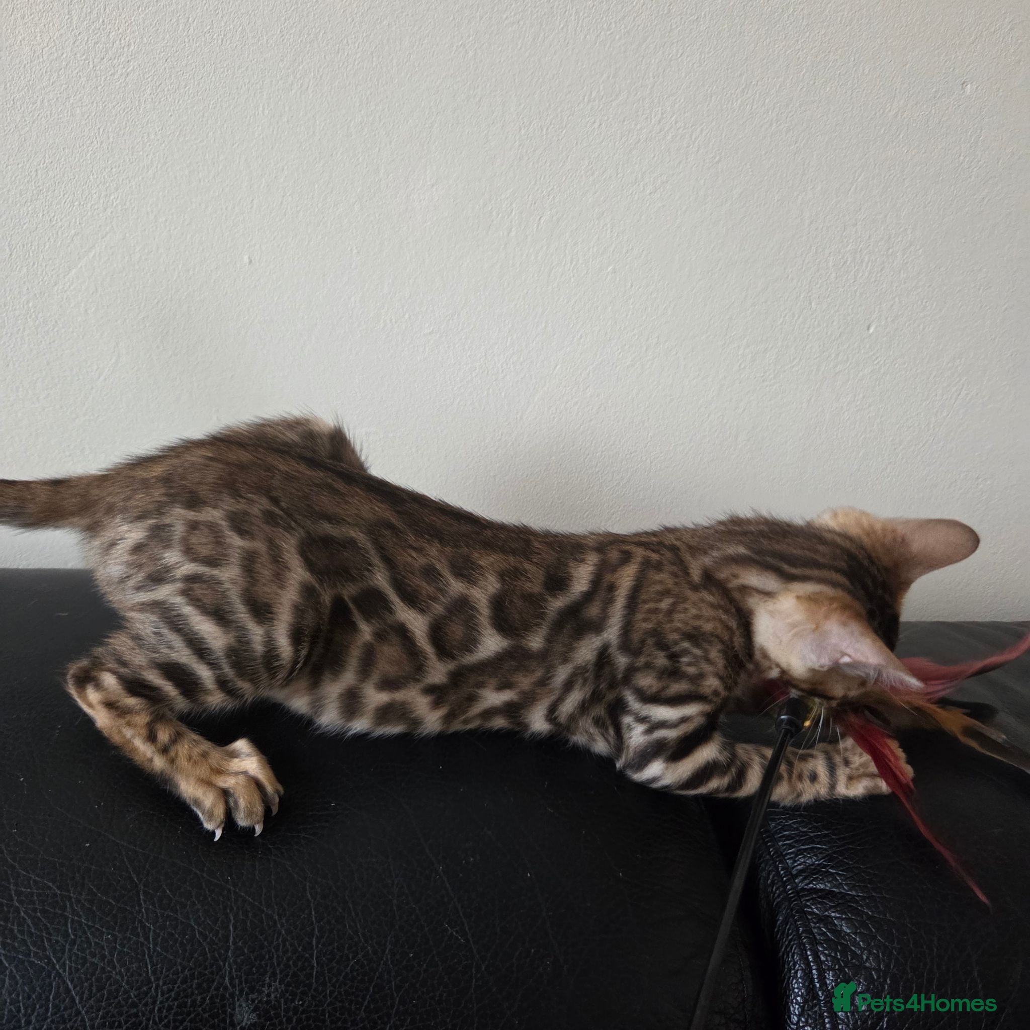 Bengal cats Ready now - pure Bengal TICA registered. - Advert 9