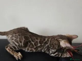Bengal cats Ready now - pure Bengal TICA registered. - Advert 9
