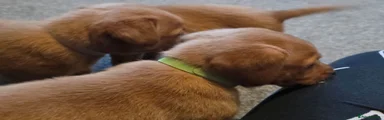 Labrador Retriever 2 (Green Collar)