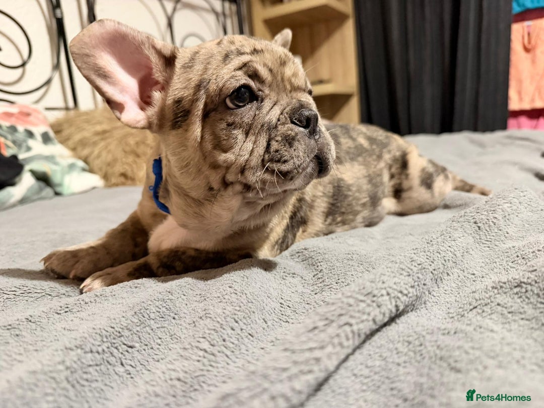 French Bulldog dogs for sale: Adorable French Bulldog puppies  - Advert 21