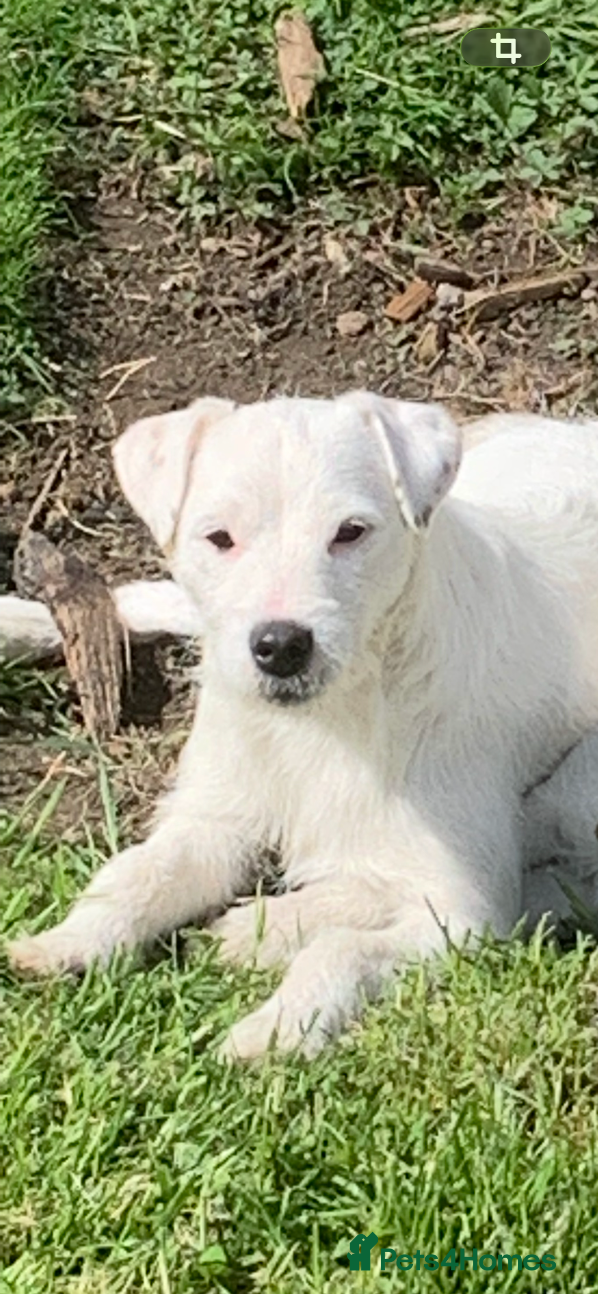 Parson Russell dogs Stunning KC REG Parson Terrier Pups  - Advert 1