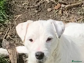 Parson Russell dogs Stunning KC REG Parson Terrier Pups - Advert 1