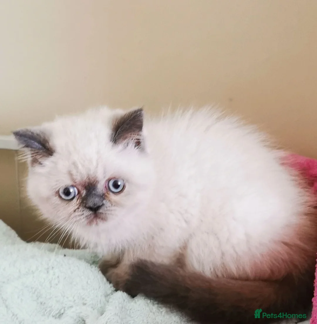 Exotic cats for sale: Pedigree exotic kitten  - Advert 6