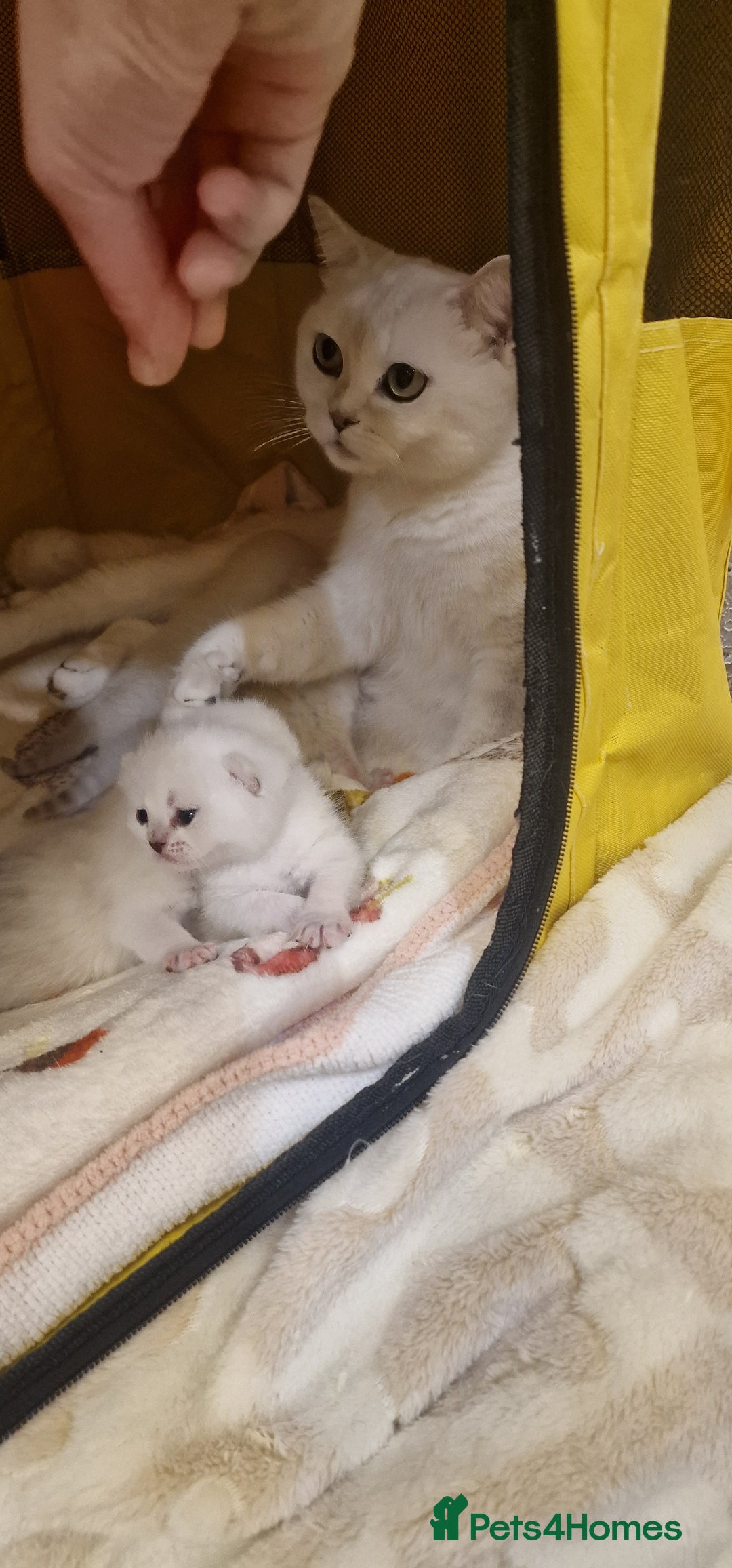 British Shorthair cats for sale: 💜British Shorthair Silver Chinchilla🧡 - Advert 9