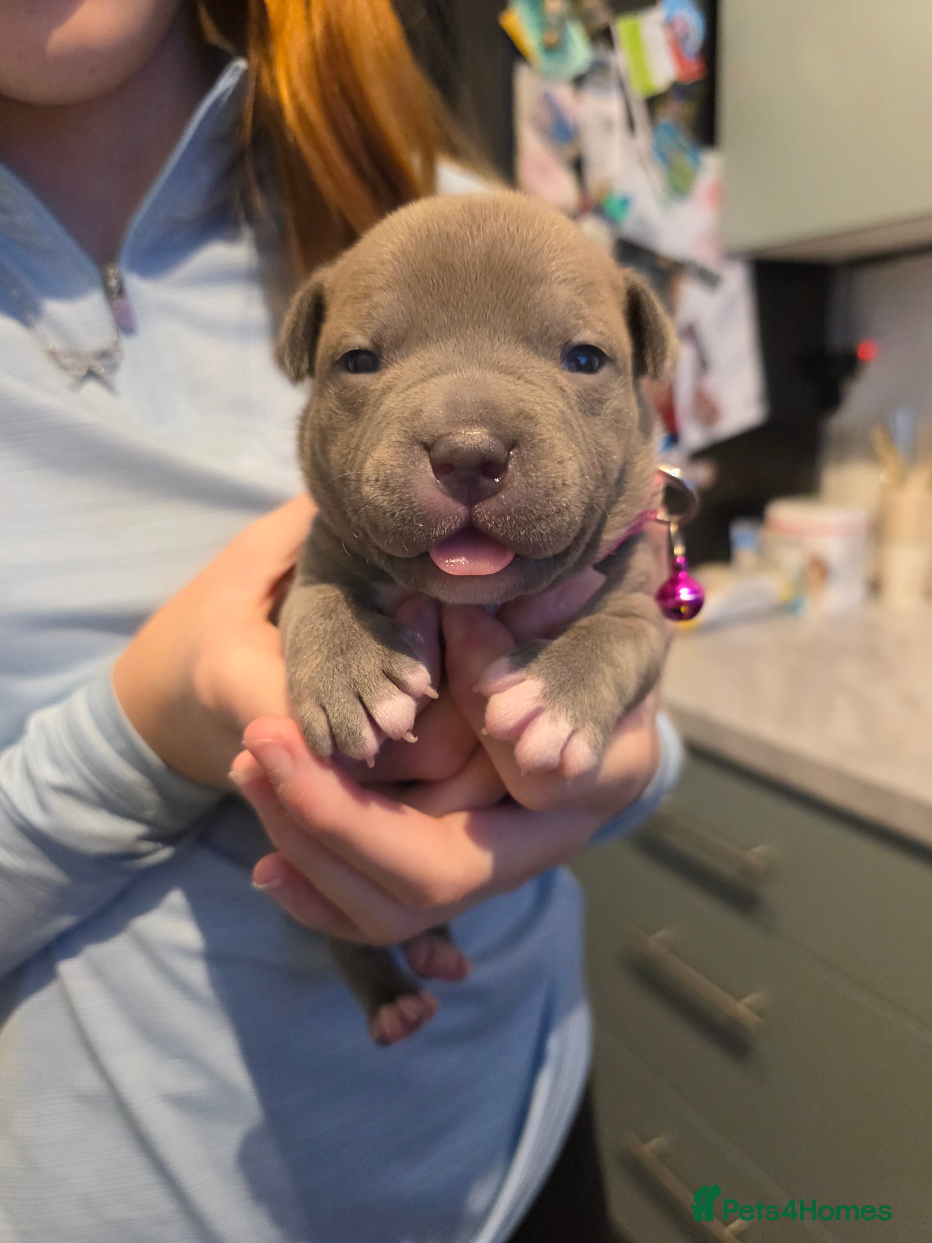 Staffordshire Bull Terrier dogs BLUE STAFFORDSHIRE BULL TERRIORS - Advert 6