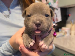 Staffordshire Bull Terrier dogs BLUE STAFFORDSHIRE BULL TERRIORS - Advert 5