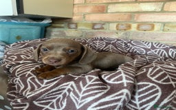 Dachshund dogs for sale: 8 weeks mini daxies - Image 1