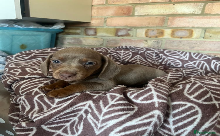 Dachshund dogs - Advert 5