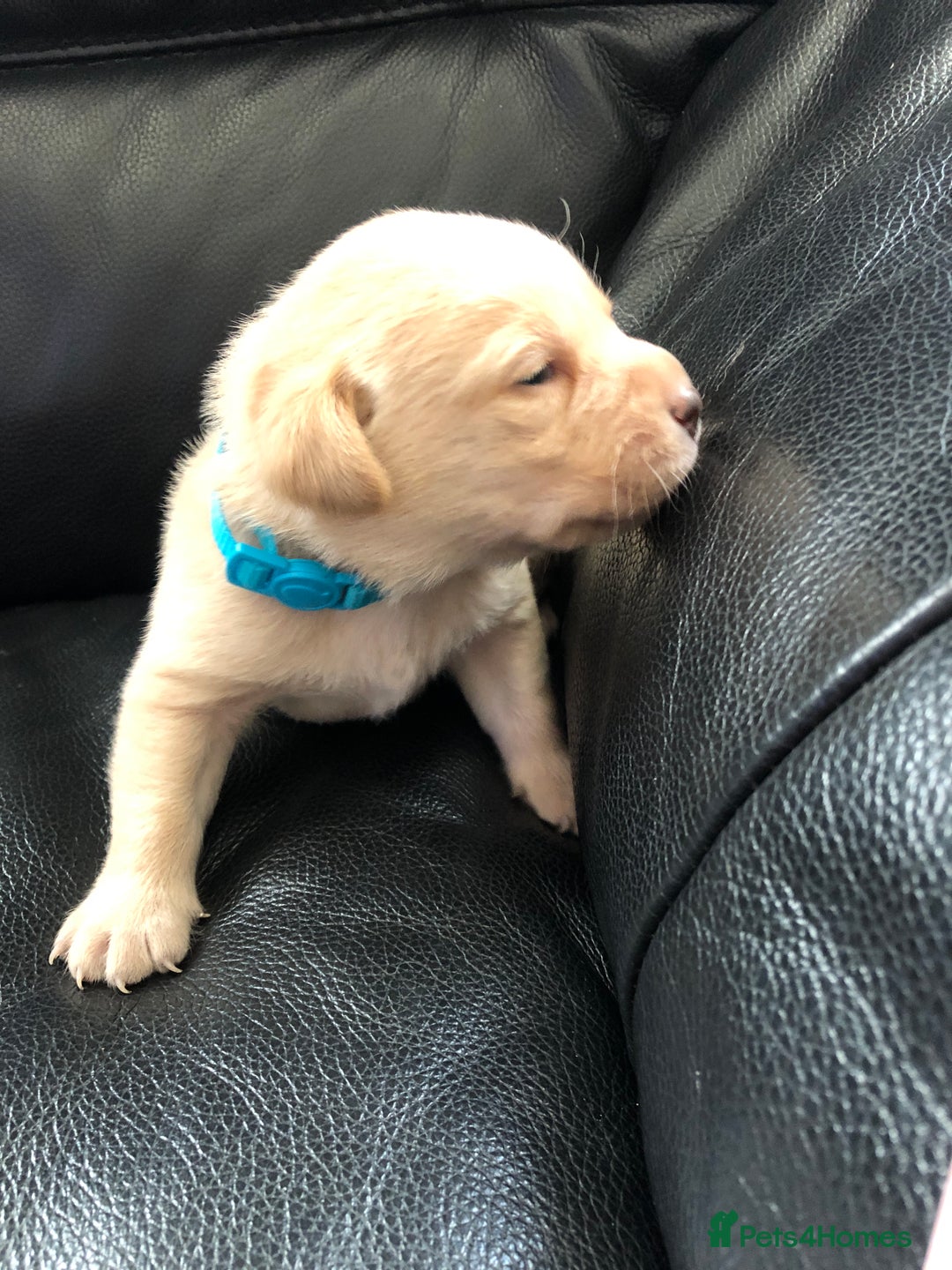 Labrador Retriever dogs for sale: Labrador pups - Advert 11