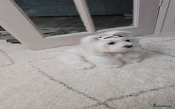 Maltese dogs for sale: Tiny korean - Image 7