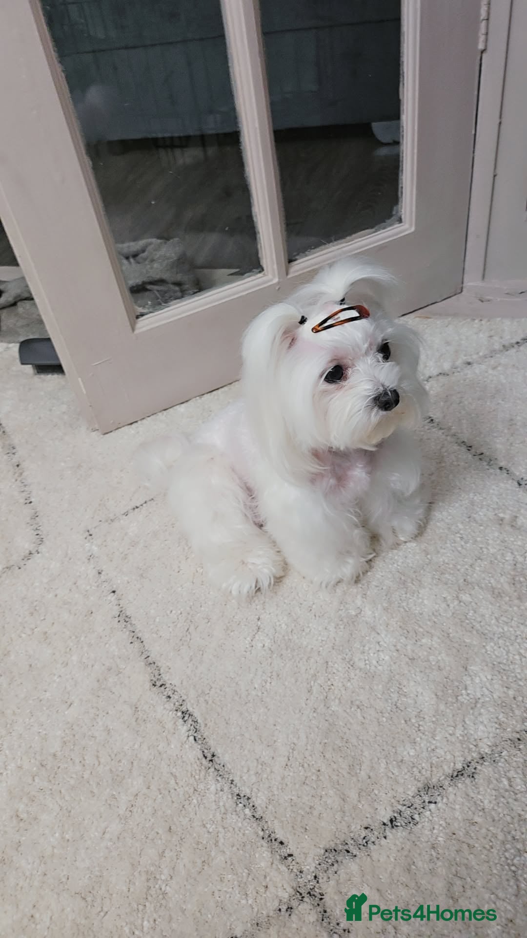Maltese dogs for sale: Tiny korean - Image 7