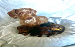 Miniature Dachshund dogs for sale: Miniature Dachshunds  - Image 13