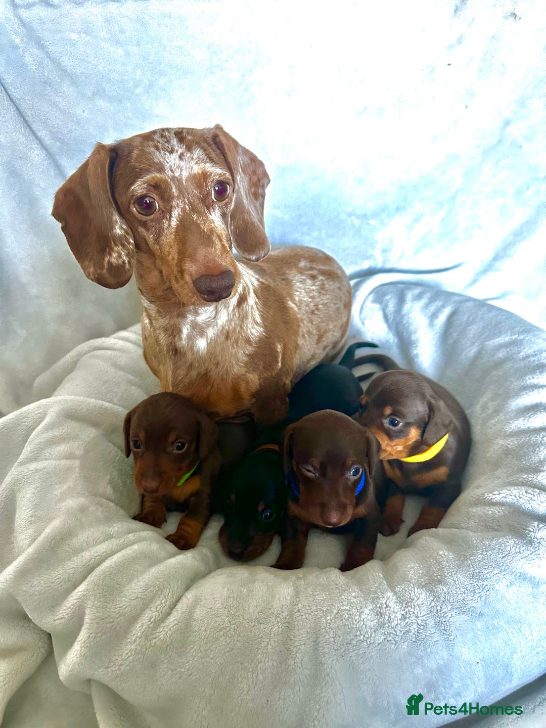 Miniature Dachshund dogs for sale: Miniature Dachshunds  - Image 13