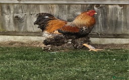 Chickens poultry for sale: Stunning Brahma Boys - Image 1