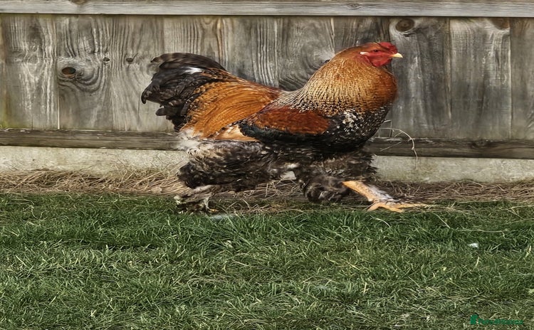 Chickens poultry - Advert 1