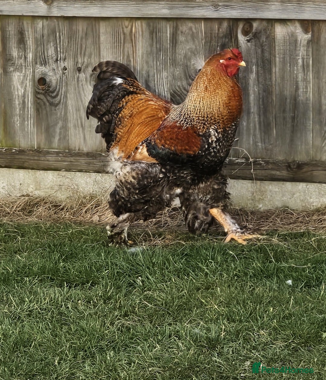Chickens poultry for sale: Stunning Brahma Boys - Image 1