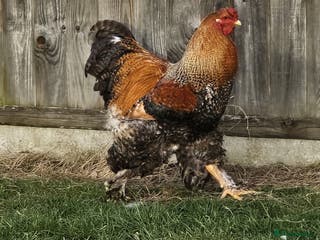 Chickens poultry Stunning Brahma Boys - Advert 13